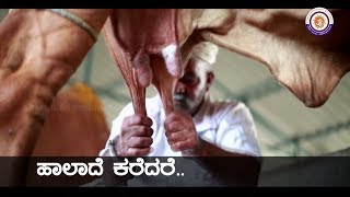 Gou Gayan  ಹಾಲಾದೆ ಕರೆದರೆ ಮೊಸರಾದೆ ಹೆತ್ತರೆ  ಮೇಲೆ ಕೆನೆಗಡೆದರೆ ಬೆಣ್ಣೆಯಾದೆ ಮೇಲಾದ ತುಪ್ಪವೂ ನಾನಾದೆ ಕಾಸಿದರೆ [upl. by Atolrac282]