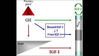 Growth Hormone amp IGF1 Release [upl. by Akirdnwahs]