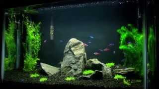 Third update on my planted tank [upl. by Noryk]