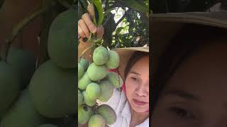 leydentv vườnnhàleyden garden harvest fruit mango manilamango thuhoạch xoàitíhon [upl. by Kleper838]