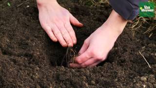 How to plant bareroot perennials with Van Meuwen [upl. by Jsandye]