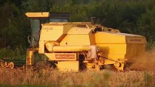 Harvesting wheat 2016 New Holland Clayson 8060 [upl. by Bor427]