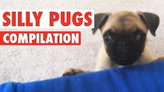 Silly Pugs  Funny Puppy Compilation [upl. by Erdnassak823]