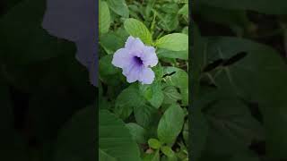 বুনো রুয়েলিয়াRuellia Tuberosasnapdragon rootpopping podduppy guncracker plantnature love নীল [upl. by Kentigera]