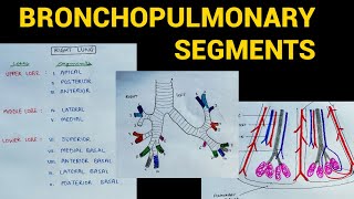 Bronchopulmonary Segments  Lungs Anatomy  EOMS [upl. by Valle]