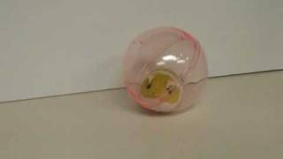 Hamusuta  Happy Hamster Rolling Ball Toy [upl. by Noinatrad]