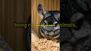 Simple Pet Care Chinchillas  As Easy as 123 [upl. by Husha]