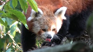 Red Panda  Zoo Brno [upl. by Prochora376]