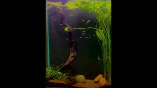 Black water tetra tank newsong aquarium fishtank [upl. by Eerdua543]