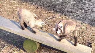 Baby Pygmy goats playing [upl. by Aicram]