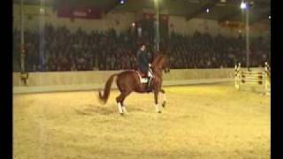 Londonderry Hanoverian Stallion Performs in Verden Germany [upl. by See950]