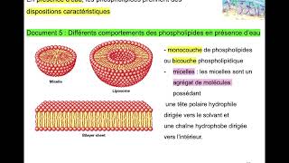 vidéo 2 sur le chapitre 2 les membranes cellulaires Module 4 biologie cellulaire [upl. by Adahs]