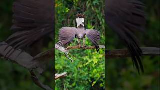 Hunting Bird forest birds hunting ytshorts [upl. by Anazus]