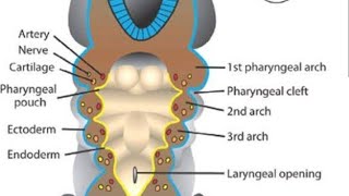 Endodermal pouches  pharyngeal pouches  Tubotympanic recess Parathyroid developmentThymus embryo [upl. by Stanislaw]