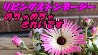 【花】リビングストンデージーの育て方・植え付け [upl. by Ezaria85]