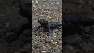 Trouver la salamandre noir salamandra amphibian animaux nature montage [upl. by Gualtiero662]