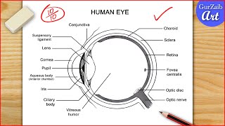 How to Draw Human Eye Diagram  Easy way  Step by step for beginners [upl. by Osbourne]