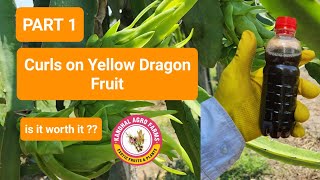 Curling of Bracts PART 1 and big fruit size on Yellow varieties [upl. by Bronez]