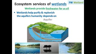 Aquatic Ecology  Freshwater Ecosystem  Freshwater WetlandsIII [upl. by Oflodor]