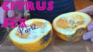 Bitter Orange amp Sweet Lemon Review  Weird Fruit Explorer  Ep 25 [upl. by Etnoval]