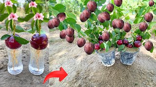 How to grow plum Tree from plum fruit with new idea 100 success using natural rooting hormone [upl. by Kilk]