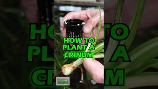 How To Plant A Crinum [upl. by Affer]