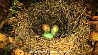 Birding Tour to W Venezuela Stephen Eccles Robert Hindle amp Sandy Darling [upl. by Hallett669]