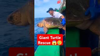 Turtle barnacles removal😱😱 Giant sea turtle rescue and release barnacles remove turtle reels [upl. by Weissberg]