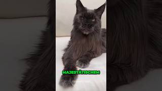 Die Kuschligsten Katzenrassen tiere katze katzenrassen kuschlen süß mainecoon ragdoll [upl. by Adlev]