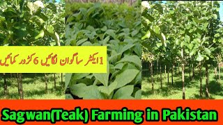 Teak sagwan tree farming in pakistan Sagwan ساگوان Barma Tree Farming [upl. by Nade]