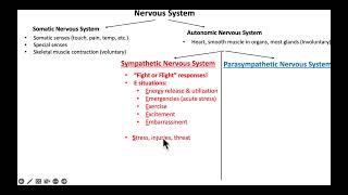 Koepkes Introduction to the Autonomic Nervous System [upl. by Oilasor]