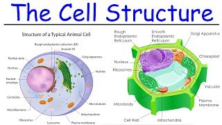 EASY REVISION AQA ALevel Biology 322 All cells arise from other cells by SpecTransfer [upl. by Eiruam]