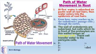 Various Path of Water Absorption in Plant [upl. by Sawyer]