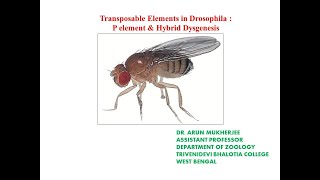 P element in DrosophilaHybrid DysgenesisTransposable elements in Drosophila [upl. by Markson]