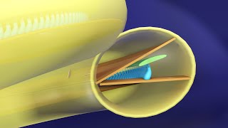 Immersive 3D Tour of the Cochlea  Basic Physiology of Hearing 3D Animated  Ear Physiology [upl. by Cecilius]