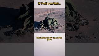 The amazing Welwitschia Mirabilis plant  have you heard of it facts world shorts [upl. by Harlin]