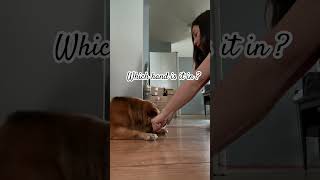 Indoor Dog Games doglover pet playingwithdogs [upl. by Auqenwahs28]