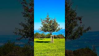 📍Etzel Switzerland 🇨🇭INmedia22 YouTube shorts love nature video viralvideo youtube [upl. by Pablo]