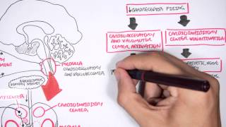 Compensatory Mechanisms of Medical Shock [upl. by Ainessey721]