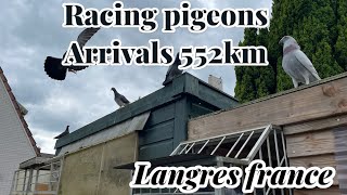 Racing pigeon Arrivals 552km Race  Langres France  Racing pigeons [upl. by Ancier]