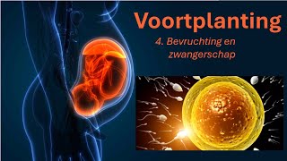 Voortplanting 4 Bevruchting en zwangerschap [upl. by Harriette]