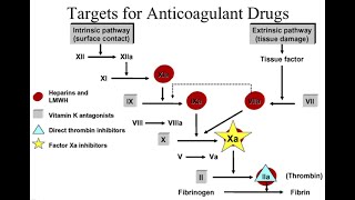 Anticlotting mechanism and Anticoagulants Heparin Cumarin Derievatives Ethylene diamine EDTA [upl. by Yoho]