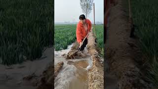 Wheat field irrigation process [upl. by Yendahc]