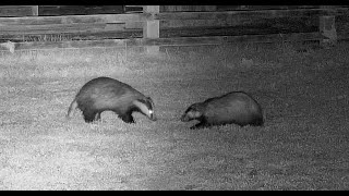 Resident badger attacks intruder badger  with sounds [upl. by Nairad]