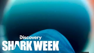 Never Before Seen Porbeagle Shark’s POV Footage Recovered  Shark Week [upl. by Homer]