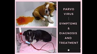 Puppy Parvovirus Symptoms  Diagnosis  Treatment BholaShola [upl. by Garrot]