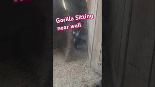 Gorilla sitting near the wall 🧱  Giant Gorilla  Tired Gorilla [upl. by Tiebold]