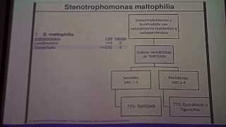 USO DIRIGIDO DE ANTIMICROBIANOS TRATAMIENTO STENOTROPHOMONAS MALTOPHILIA [upl. by Hercules]