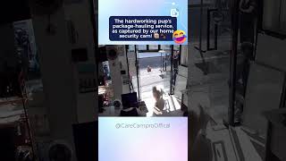 Security Cam Catches Pups Delivery Service 🐶📦 [upl. by Zetnauq]