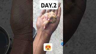 🥰day 2 bebis 😍youtube sorts trending 🕊️ [upl. by Pet]